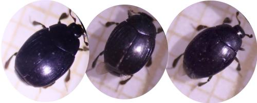 Réf. 316 746 : Dendrophilus punctatus punctatus